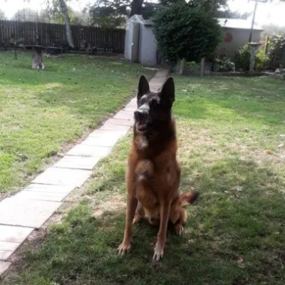 Drug Detection Dogs - Accelerant Detection Dogs